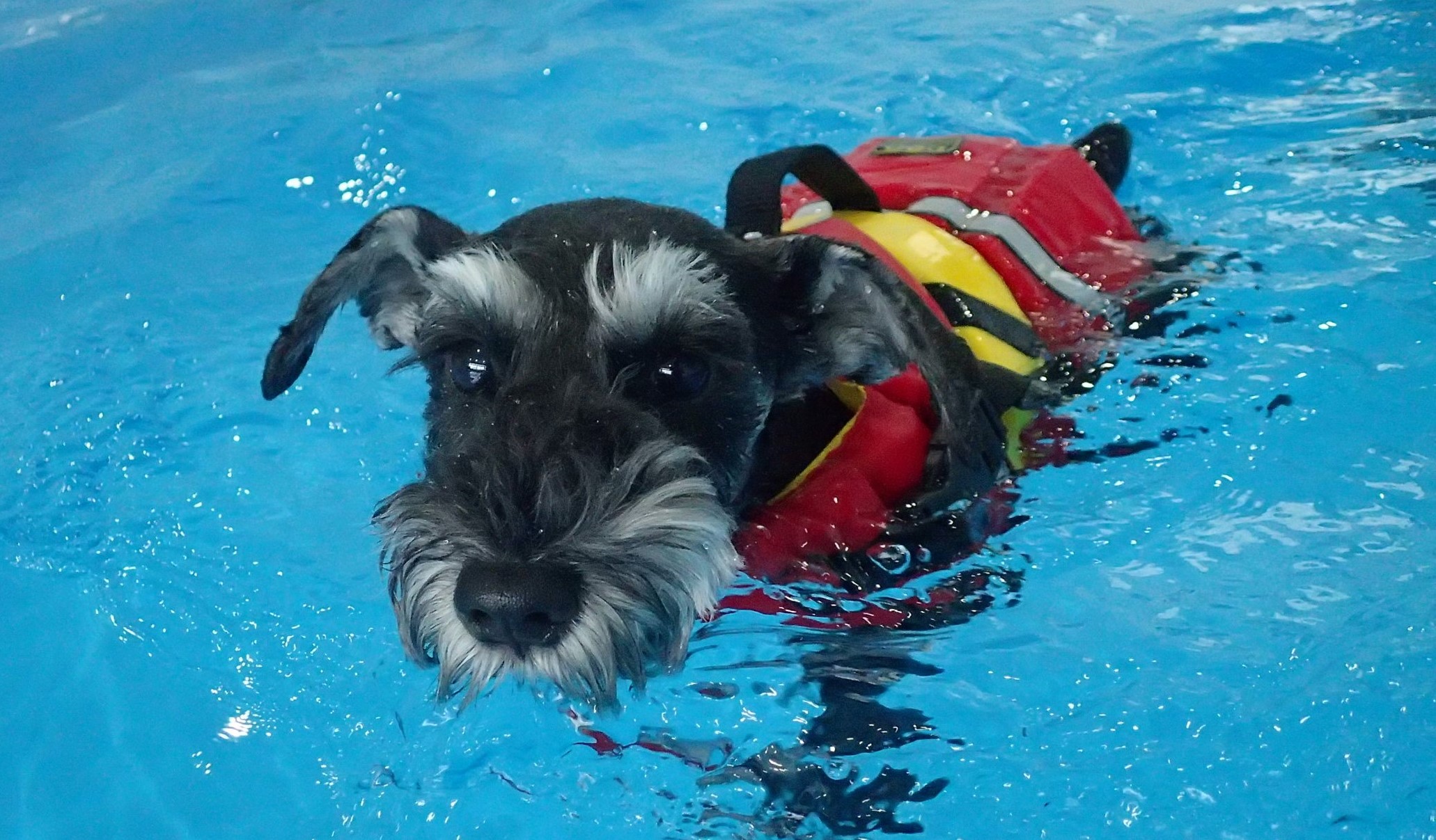 ドッグプールrana Sharp Jp プールは5 5m 2 8m 深さ90cmなので大型犬から小型犬まで入れます 終わったあとのお乾かしの部屋もご用意しております 看板犬のミニチュアシュナウザーのくーぱが元気にお出迎え致します ご予約制なので皆様のお問い合わせ