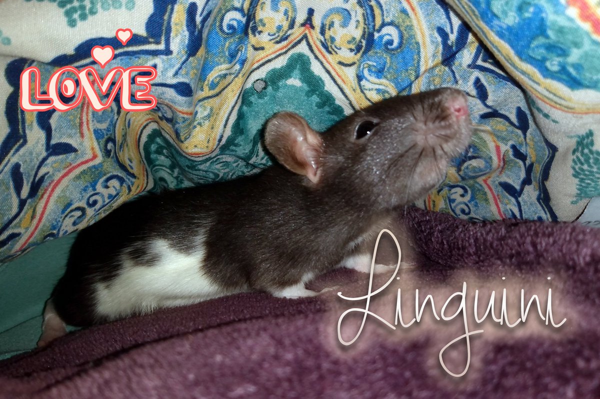 SpoonieJen's tweet photo. Remy and Linguini 😍 https://t.co/2gNS3JhUjc