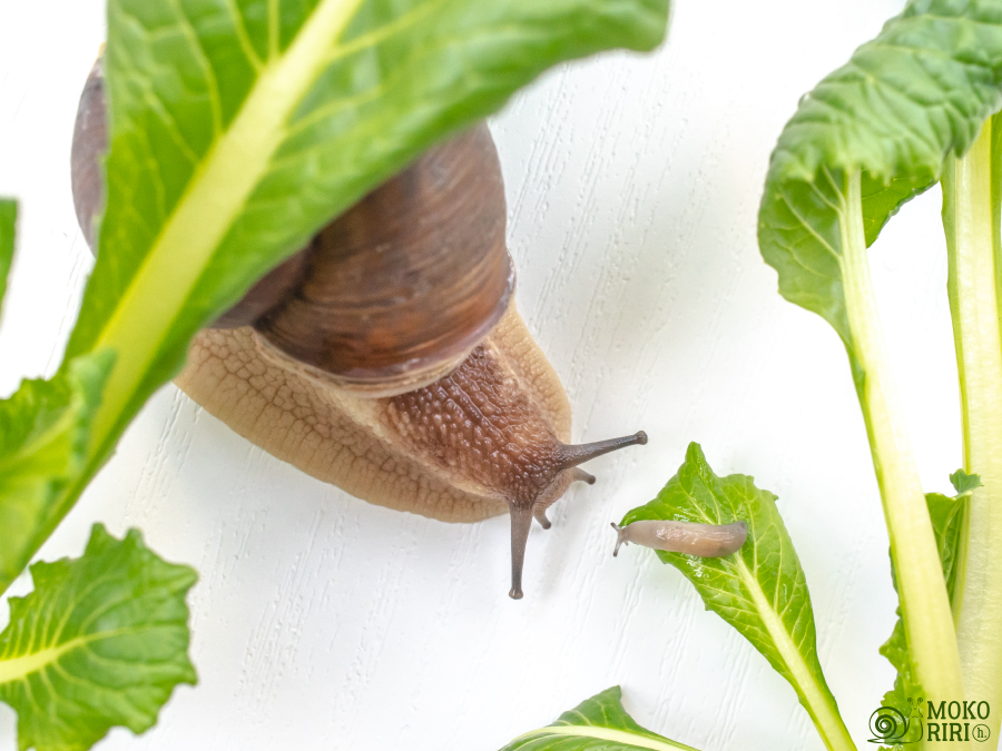 Snails I Met A Little Slug It S So Cute 小さなナメクジに会ったよ とても可愛い Snail 蝸牛 カタツムリ かたつむり Slug 蛞蝓 ナメクジ なめくじ