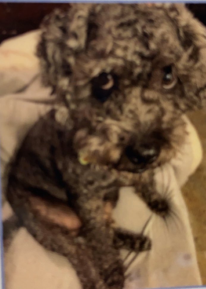 Bodybyval_'s tweet photo. @TheSharkDaymond Here is OBI :) https://t.co/UkSXqfCdP4
