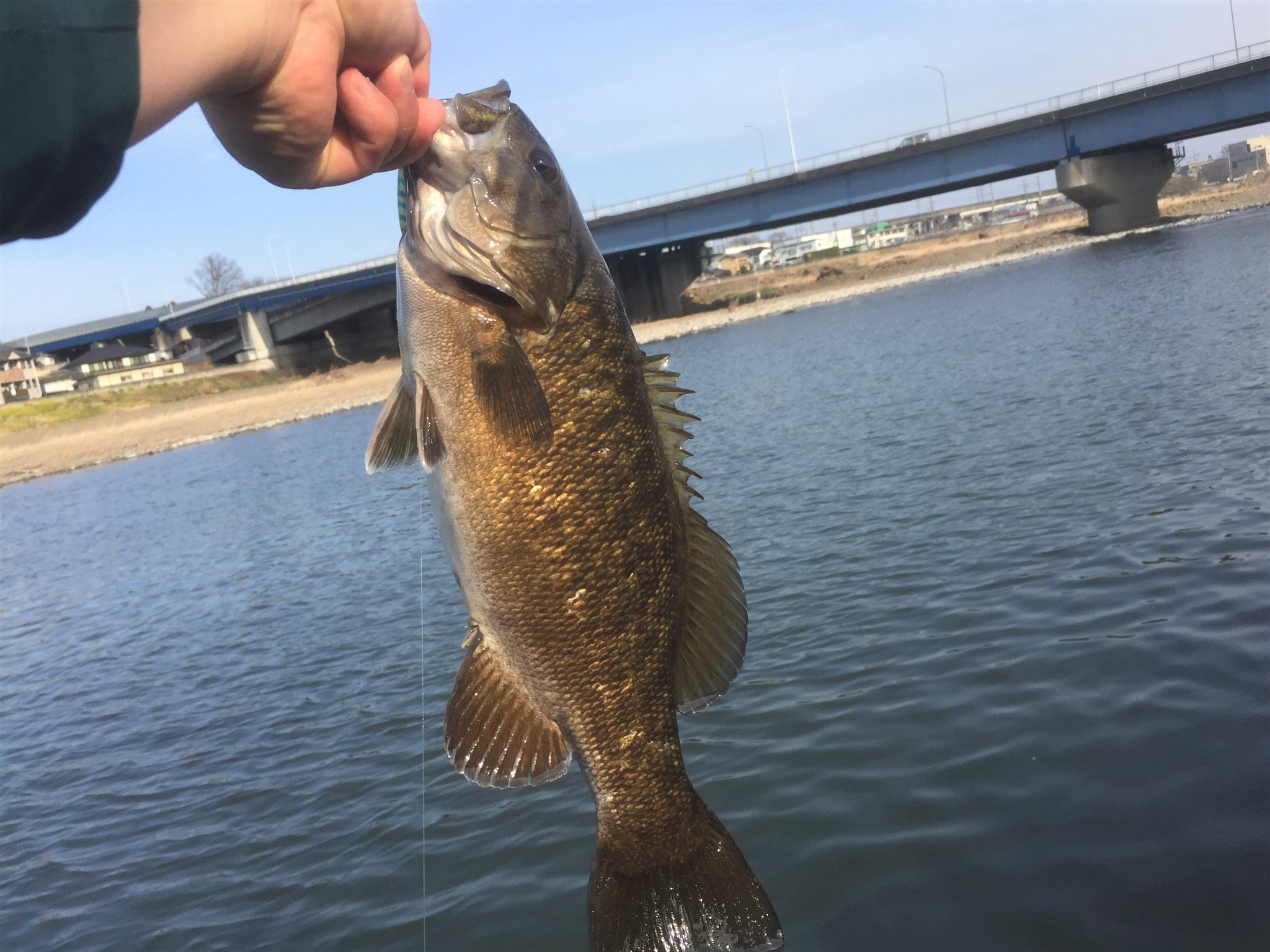 市毛貴之 釣ったー 高崎市の烏川で40upブラックバス スモールマウスバス を釣った メルカリで新品12個800円で買ったミノーの1つ ヒロ内藤さんのyoutube動画で学んだルアー トゥイッチングを実践したら釣れた 超うれしい 群馬県 高崎市 烏川