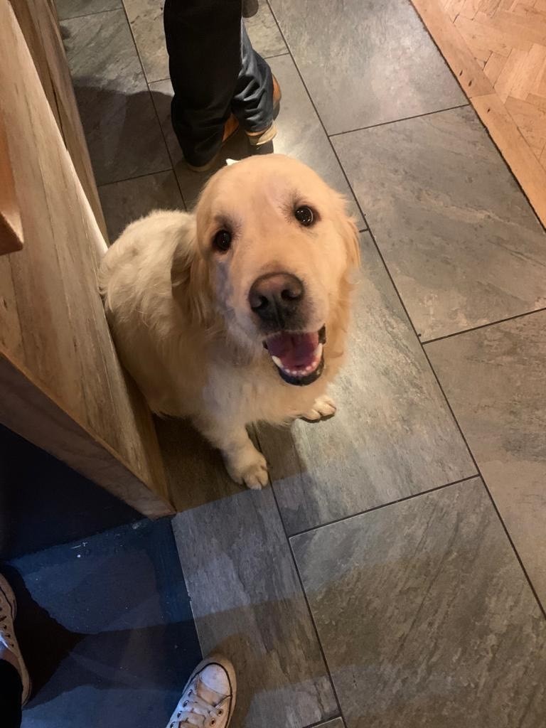 Your four legged family members are always welcome here at The Bull's Head! Just ask Dash! 💙 🐶
