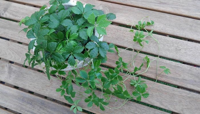 الوسم 常緑つる性植物 على تويتر