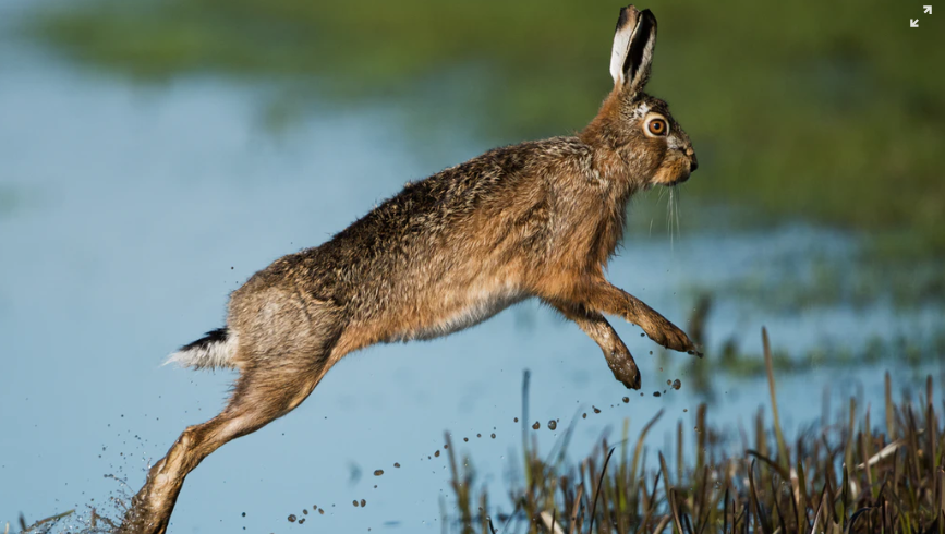 FoxHoundsHotel's tweet photo. LEAP to it!

If your loved one has proposed to you this LEAP year. then LEAP onto the phone to call our friendly wedding planning team on 01769 580 345.

#leapyear #leapyearproposal #29february2020 #29february #devonwedding https://t.co/orliRiRvEw