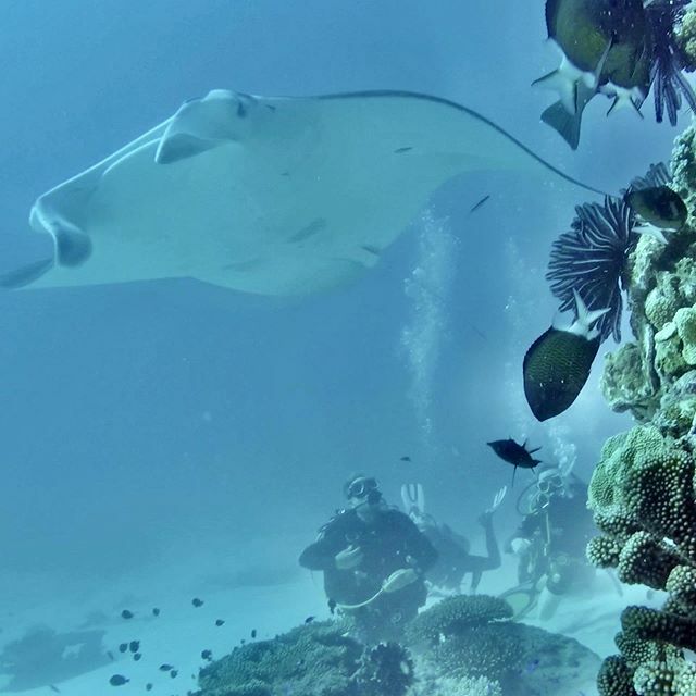 SeaSkillsAu's tweet photo. No phone, no internet, no worries 🤙 Simply the greatest diving holiday ever! #ladyelliotisland #projectmanta #scuba #diving #gbr #manta #seaskills https://t.co/eUdpitNOgy https://t.co/n9qjQervyJ