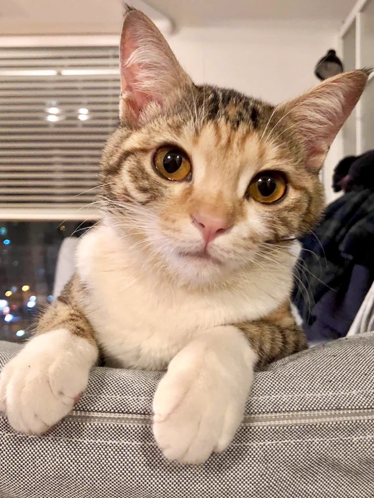 @hidekiccan 犬くん、よかったぁ〜😊
毛が多いっていいにゃ😸 