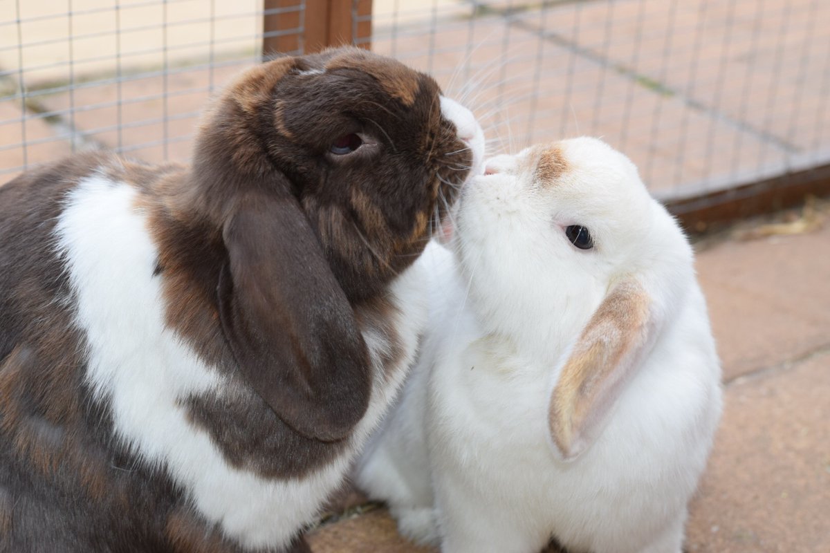rescue centre for rabbits
