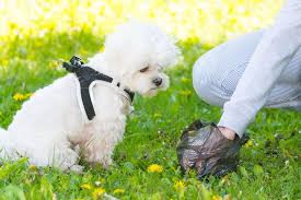 Most owners are responsible & do pick up their dogs mess, but the few that don’t mean that responsible owners suffer – access to places where dogs can run freely off lead seems to be reducing at a scary rate & we need to protect what we’ve currently got.
#DownDogNI #ScoopThatPoop