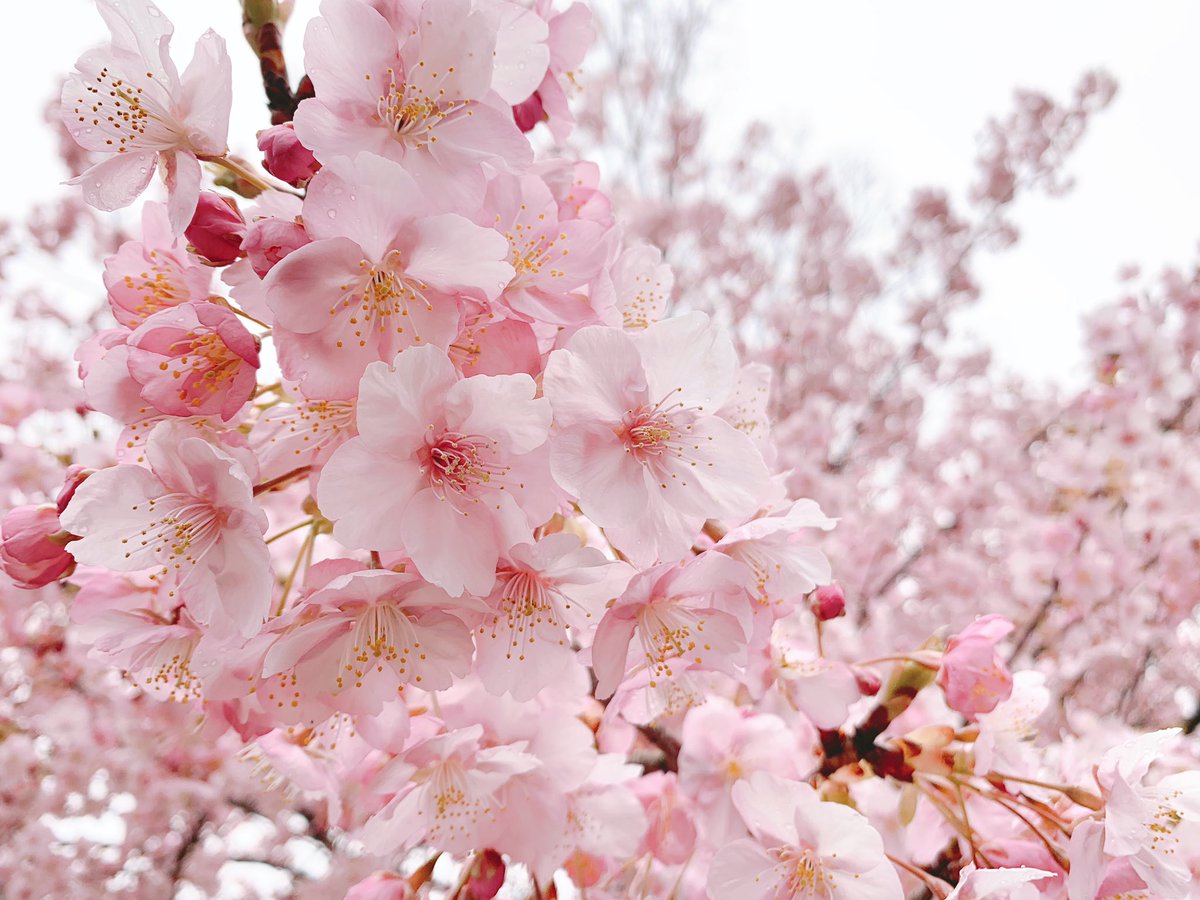 「三重県「なばなの里」に来た。今ちょうど河津桜としだれ梅が同時に見れる!こんなにき」|もじゃクッキーのイラスト