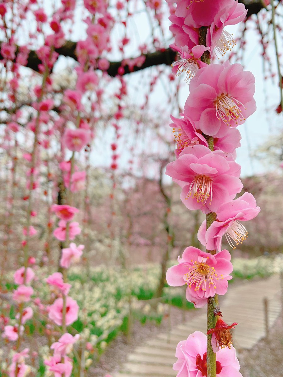 「三重県「なばなの里」に来た。今ちょうど河津桜としだれ梅が同時に見れる!こんなにき」|もじゃクッキーのイラスト