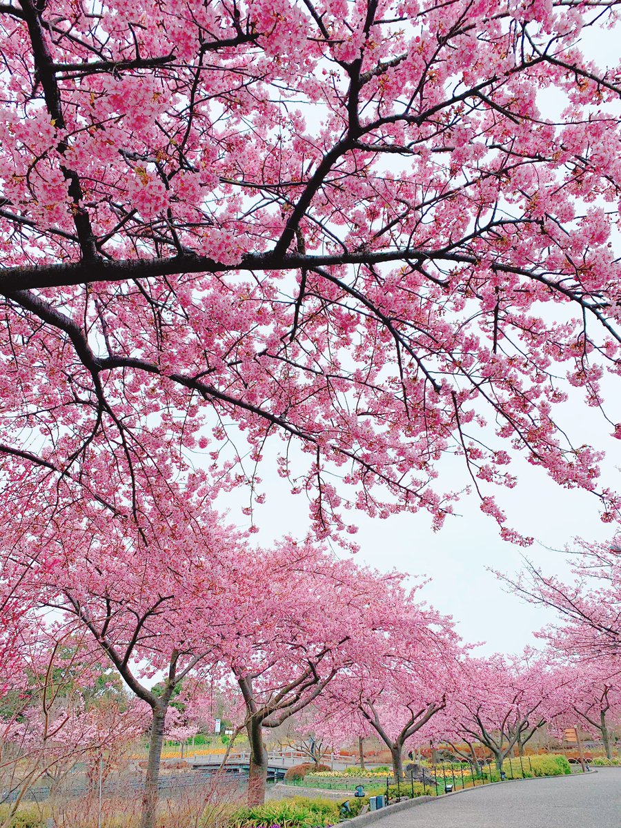 「三重県「なばなの里」に来た。今ちょうど河津桜としだれ梅が同時に見れる!こんなにき」|もじゃクッキーのイラスト