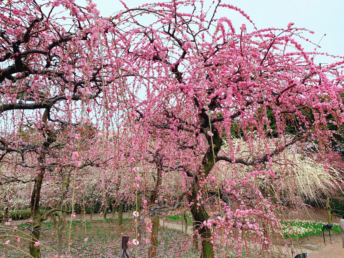 「三重県「なばなの里」に来た。今ちょうど河津桜としだれ梅が同時に見れる!こんなにき」|もじゃクッキーのイラスト