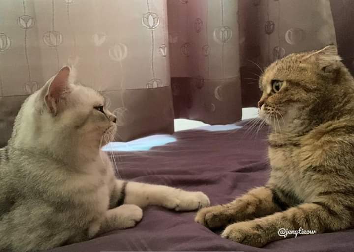 พี่เจ๋งน้องเตี๋ยวไม่ตีกันสิลูกกก tweet media