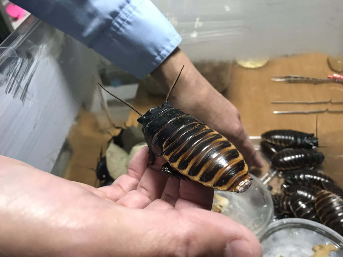服部雄二 Double Tall Art Espresso Bar בטוויטר 標本制作者 福井敬貴さんと世界中のゴキブリ を100種類以上飼育している研究者を訪問 ゴキブリの世界は奥深い