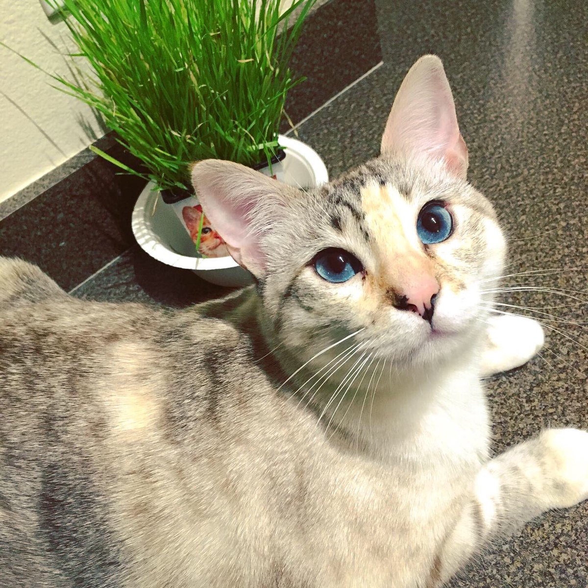 🐾 Penny & Pastel 🐾 tweet media