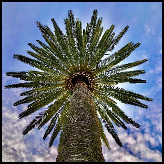 davidtruog's tweet photo. Palm tree undercarriage https://t.co/55SRWOnEyI