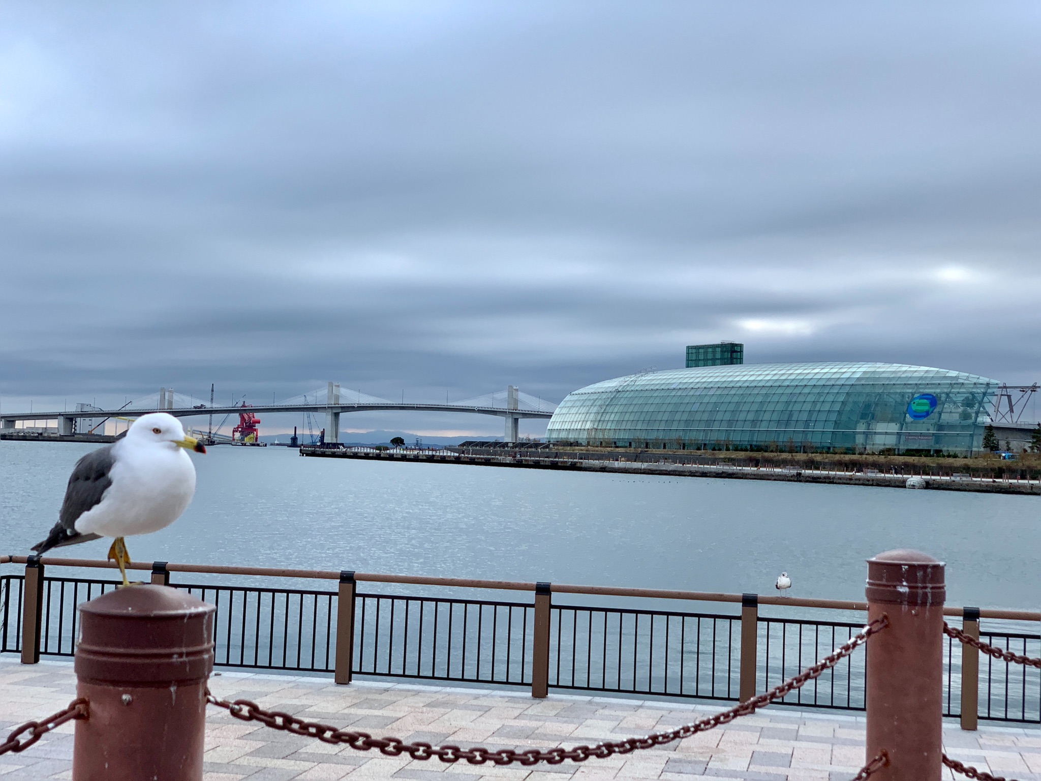 いわきをつぶやきで盛り上げよう くもり空とウミネコとアクアマリン いわき 小名浜 海 太平洋 ららミュウ アクアマリン 水族館 うみねこ ウミネコ かもめ 鳥 Iwaki Bird カモメ科