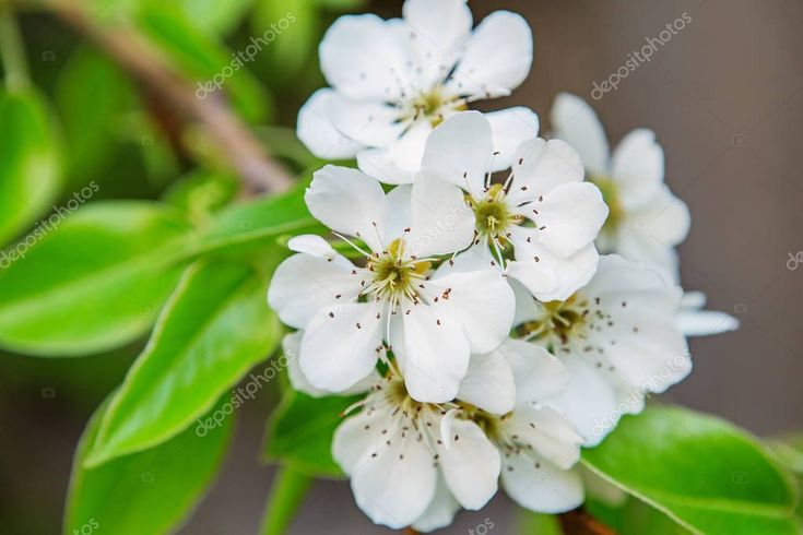 Love blooming pear. Цветущая ветка груши. Груша цветет ветка. Груши на ветке. Ветка груши с цветами.