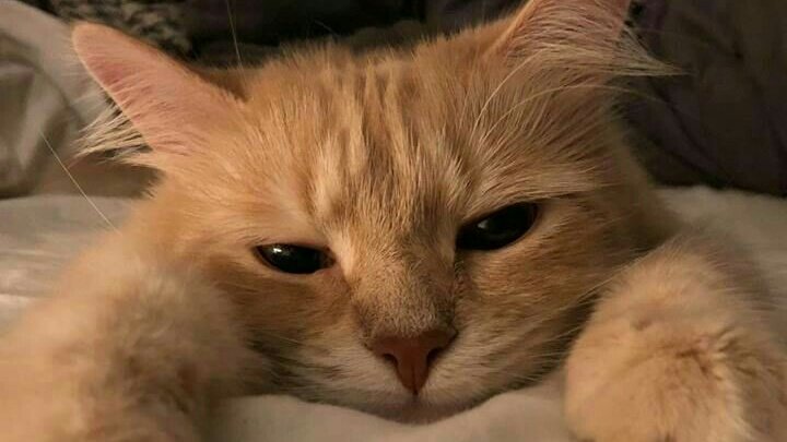 Chiap tweet media