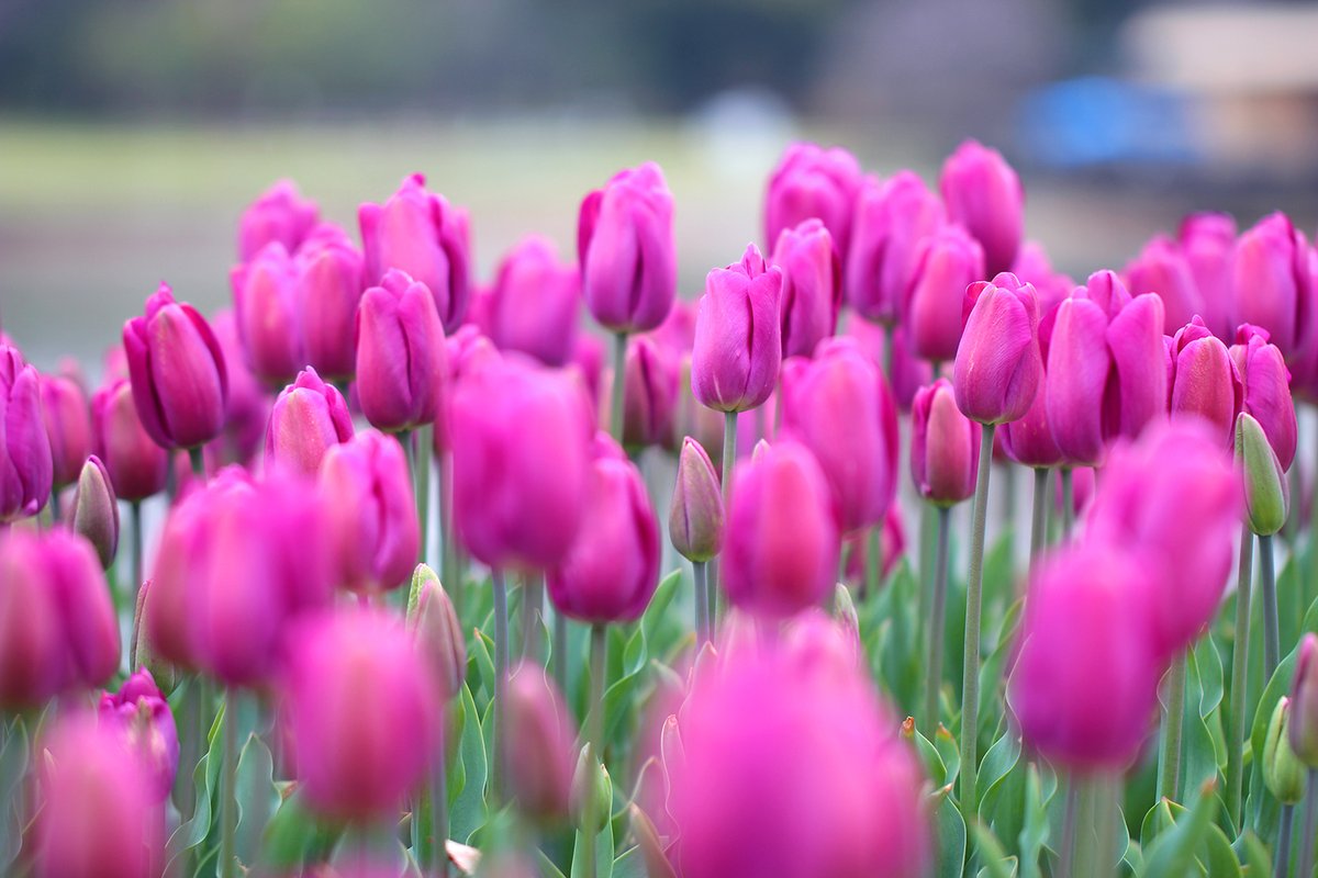 長居植物園 チューリップ 咲いてます チューリップの原産地は オランダ 正解はトルコです ヨーロッパに持ち込まれたのは16世紀に入ってからなんです 17世紀のオランダでは チューリップバブルと呼ばれる現象が起きるほど人気のお花に 珍しい品種