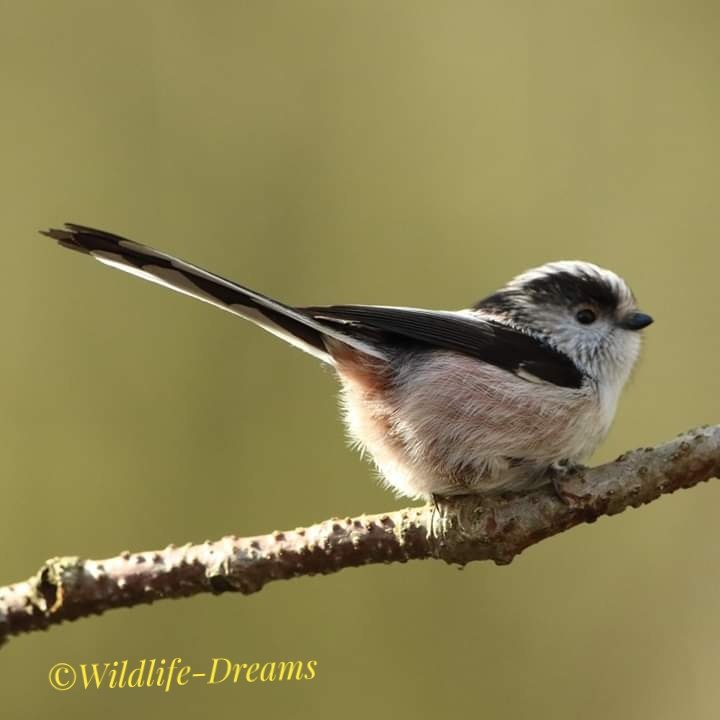Long-tailed Tit From my new woodland hide that is in development with Wildlife Dreams making wildlife stories for your enjoyment @BirdWatchingMag @lovelifechrisp @katemacrae @KerryNewellArt @NatureCards @WildlifeAtWork_ @wildlife_uk @wildlife__pics @BirdGuides #birdphotography