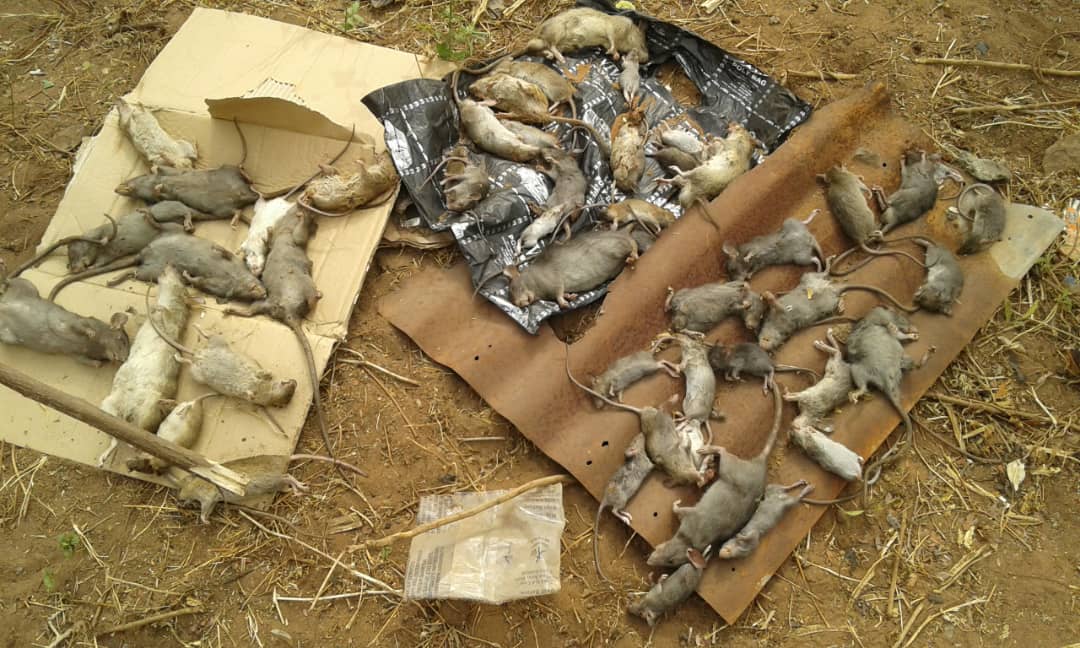 action_edo's tweet photo. More harvest of #Lassarats among others in high #Lassafever burdened Community @Edo
#TargetingtheVector
#Lassafeverispreventable. https://t.co/TrSJOpCrYp