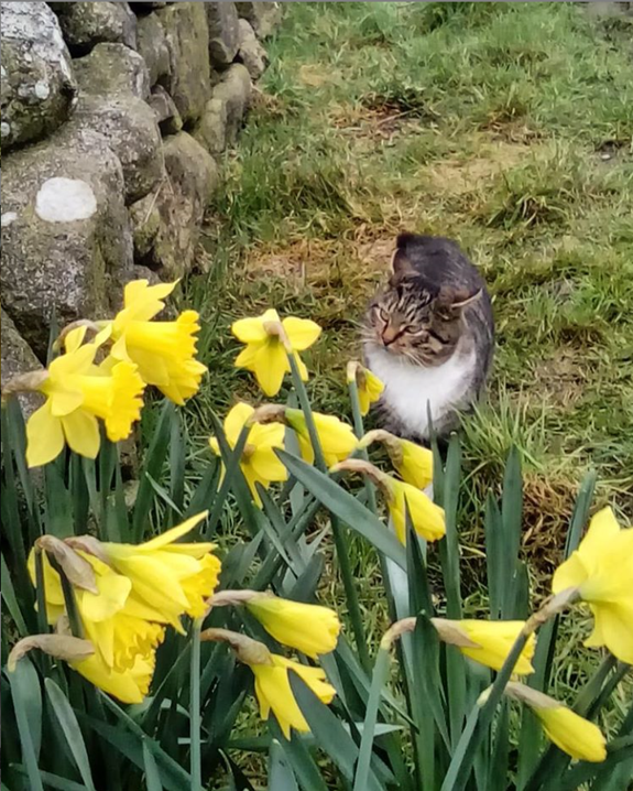 Beautiful Mourne Mountains, Co Down, N  #Ireland. Mournes are made up of 12 mountains with 15 peaks & include the famous Mourne wall (keeps sheep & cattle out of reservoir)! Area of Outstanding Natural Beauty. Partly  @NationalTrustNI. Daniel Mcevoy (with lovely cat!)  #caturday