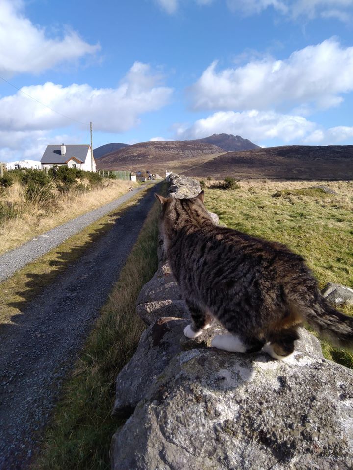 Beautiful Mourne Mountains, Co Down, N  #Ireland. Mournes are made up of 12 mountains with 15 peaks & include the famous Mourne wall (keeps sheep & cattle out of reservoir)! Area of Outstanding Natural Beauty. Partly  @NationalTrustNI. Daniel Mcevoy (with lovely cat!)  #caturday