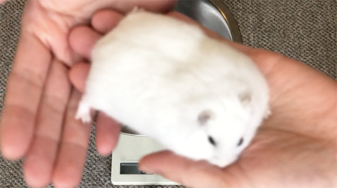 ペガサスハイドさん がハッシュタグ ハムスター をつけたツイート一覧 1 Whotwi グラフィカルtwitter分析