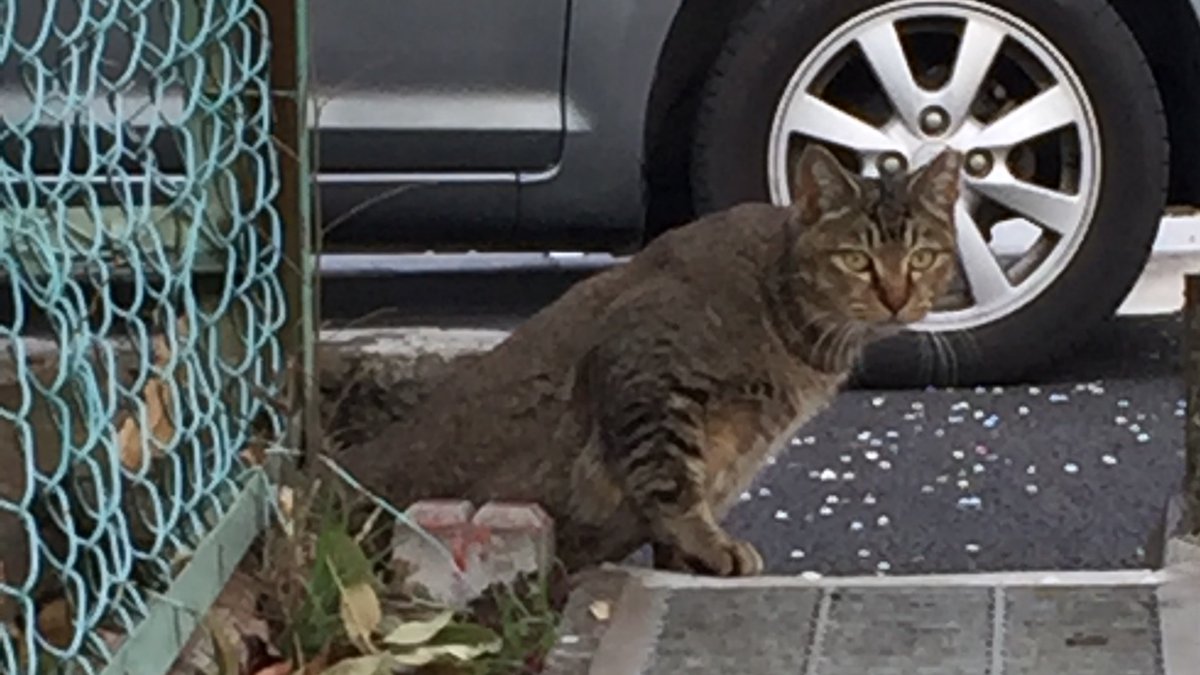 今日の猫ちゃん
誰も触らせてくれなかったけどたくさん会えたよ! 