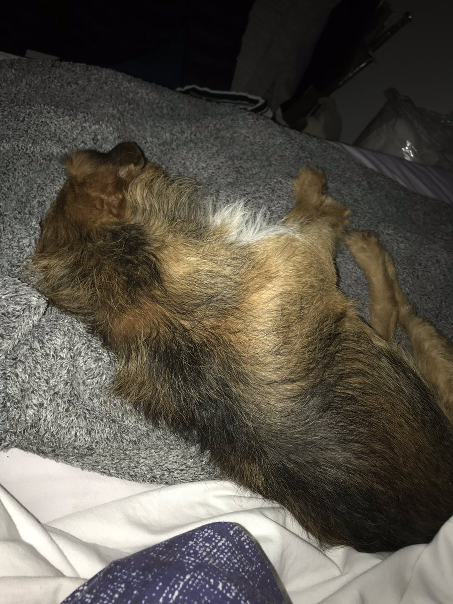 This little shit wakes me up at the crack of dawn on my day off to go outside for a wee then falls back to sleep whilst I’m now wide awake 👍😴