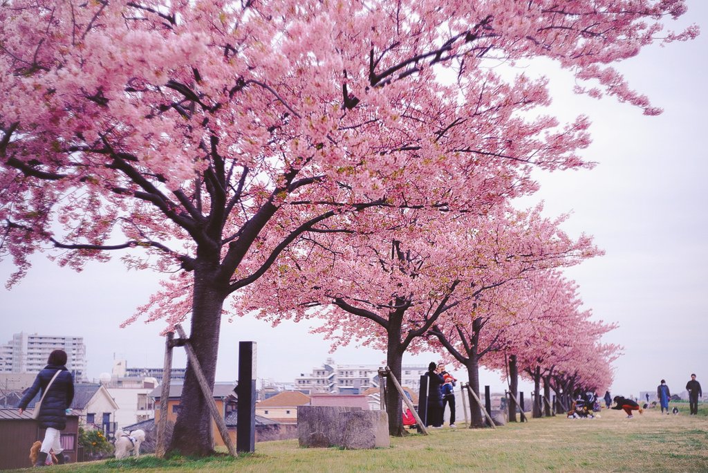 八千代市の新川千本桜を後にして市川市の江戸川河津桜並木にやって来ました。ここも初めての場所。江戸川のスーパー堤防の上に約40本の河津桜が満開でした💮ここでのオールドレンズは富士写真フイルム Cristar 5cm f2。これにて本日は終了。今日は千葉県で過ごした一日でした🤗

#江戸川河津桜並木