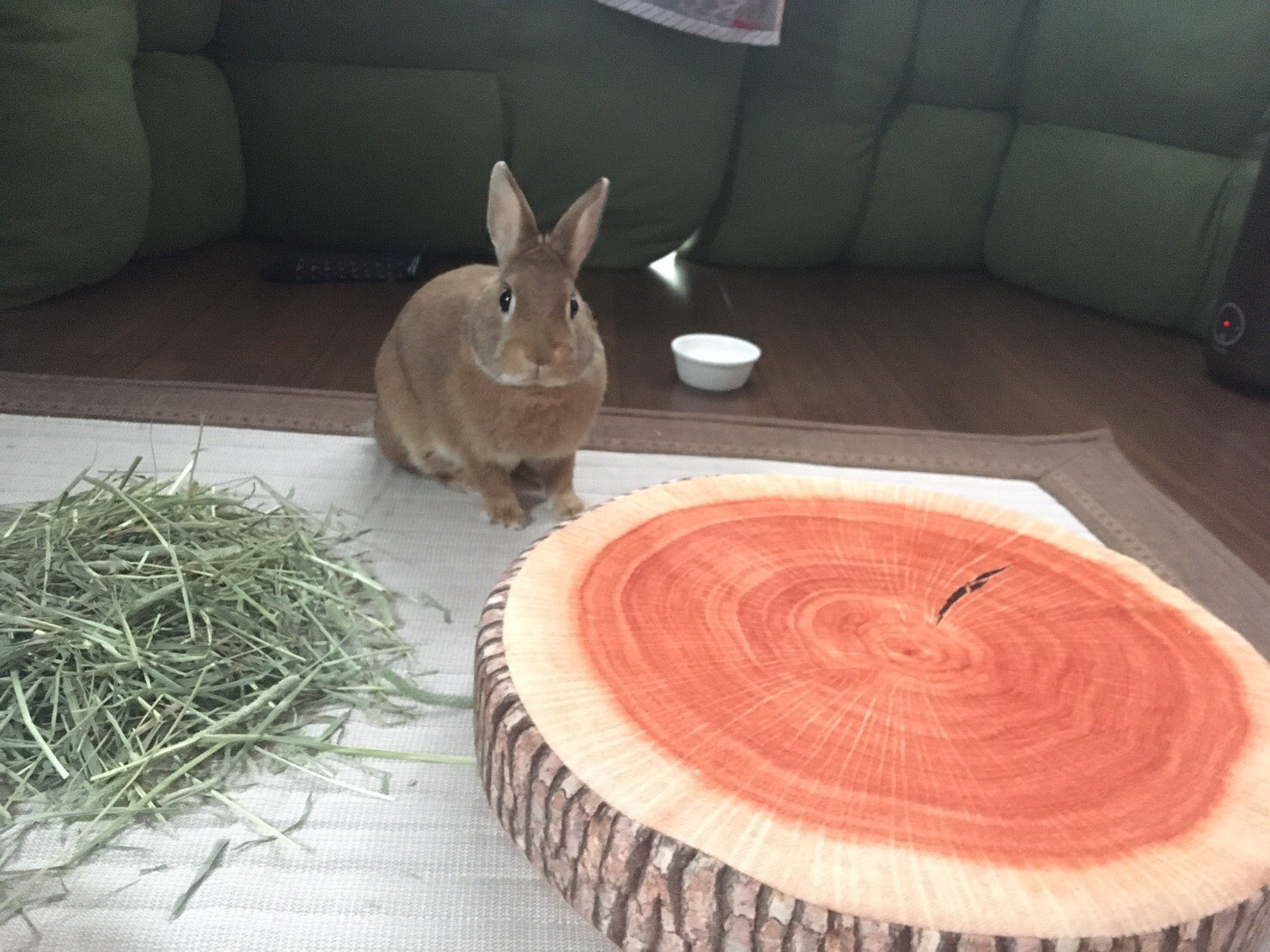 うさぎのおはぎ Usaginoohagi Twitter