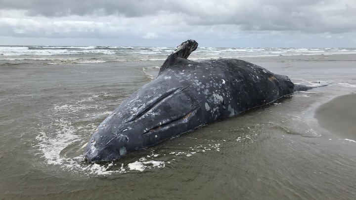 CaraSantaMaria's tweet photo. A solar storm can throw whales off-course, suggesting that the large animals might have an internal compass. 🤔
#Whales #Sun #SolarStorms #MagneticFields #MagneticSense #AnimalMigration
https://t.co/mdojJ2JOLN https://t.co/0QRSlVN8Kc