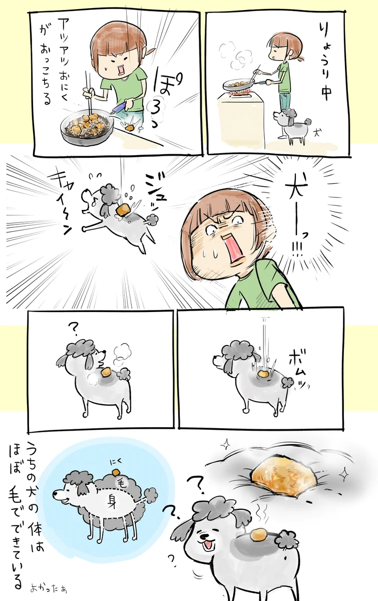 トイプードルさん強し。熱々お肉から身を守る秘訣！