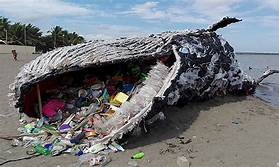 edgarnabaasa06's tweet photo. plastics if not well managed can be a danger, lets reduce, reuse and recycle #Earthhour2020 #EarthhourUg2020 #EHKyu2 #Connect2Earth @realhappyali @nemaug @KCCAUG https://t.co/pFuRPRPHIU
