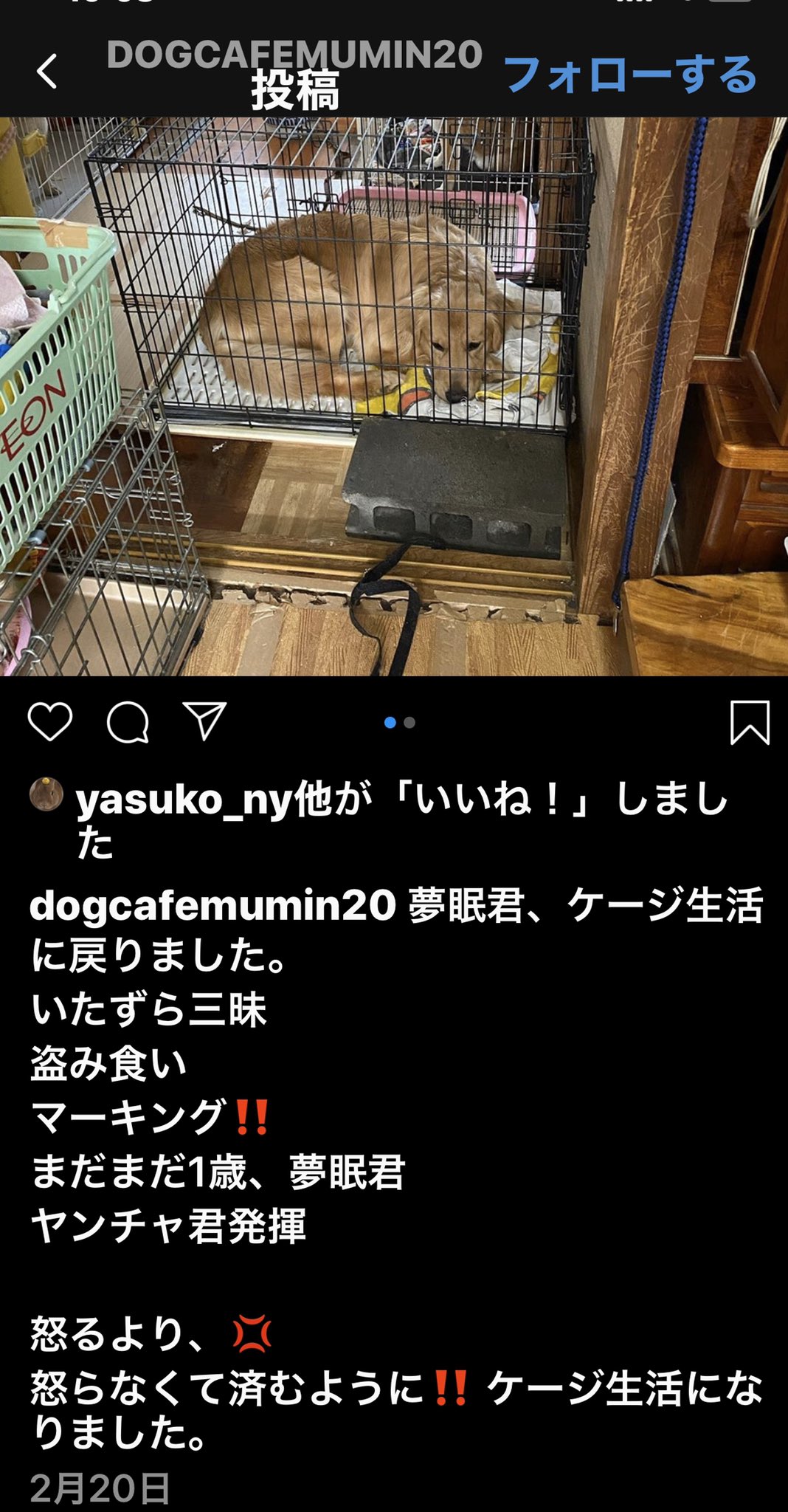 Npo法人 甲斐っトランド V Twitter ネグレクト 保護団体 自称 大型犬の飼い方 こんなケージに入れていたらストレスで噛み付きなど問題行動になります ストレスをフリーに 遊ばせる 運動させる必要があります いきなり喧嘩越し ふくろう婆さんが