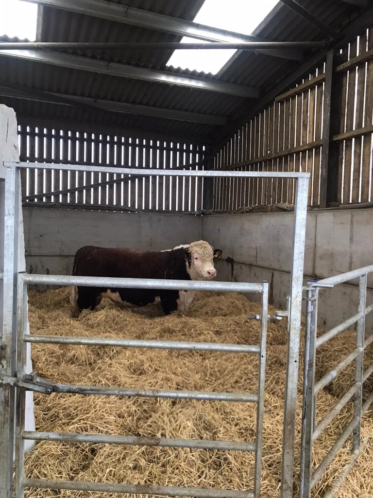 Just dropped Hickling Rockstar at his new home. He’s been lovely to have about, hope he does well for his new owners. #bullsforsale #herefords