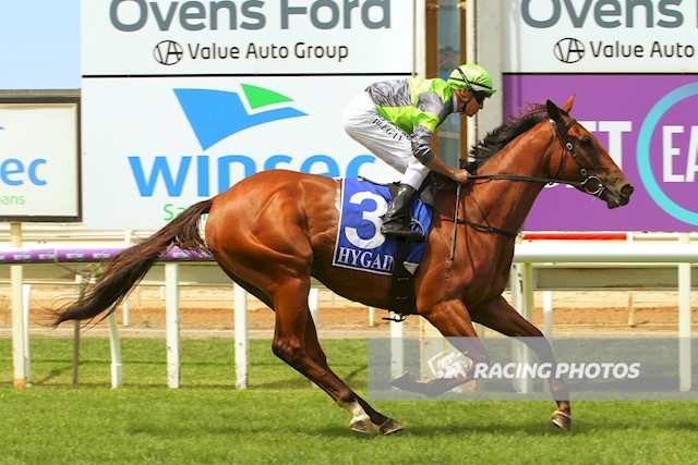 vicbreeders's tweet photo. COWLEY’S CREEK won his maiden at Wangaratta today for trainer Patrick Payne and jockey Billy Egan. Bred by Victoria’s A Rylance, the gelding is by Blue Gum Farm’s stallion GLASS HARMONIUM. Well done to all involved! https://t.co/6LpWstbePL