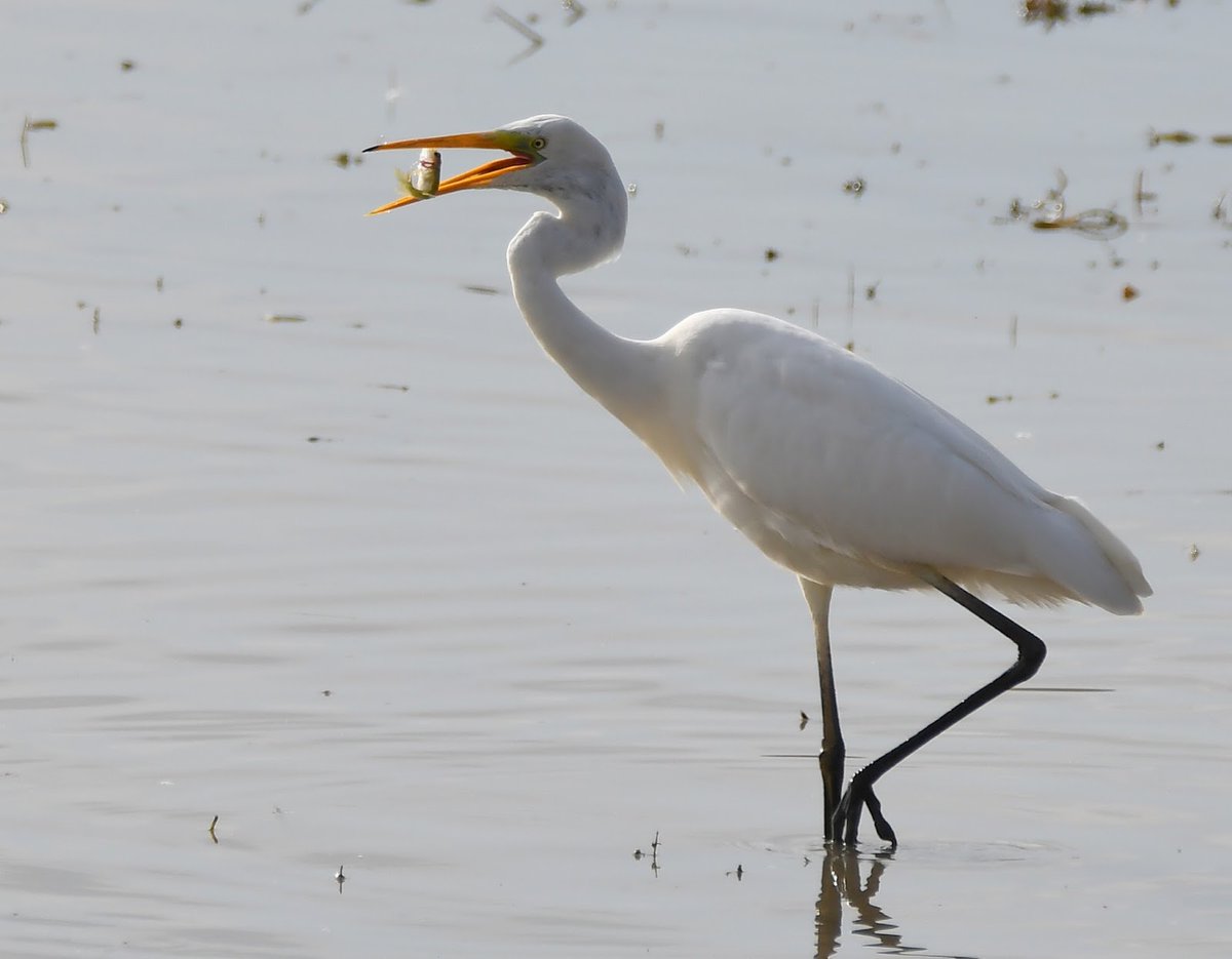 Great White Egret and snack! 