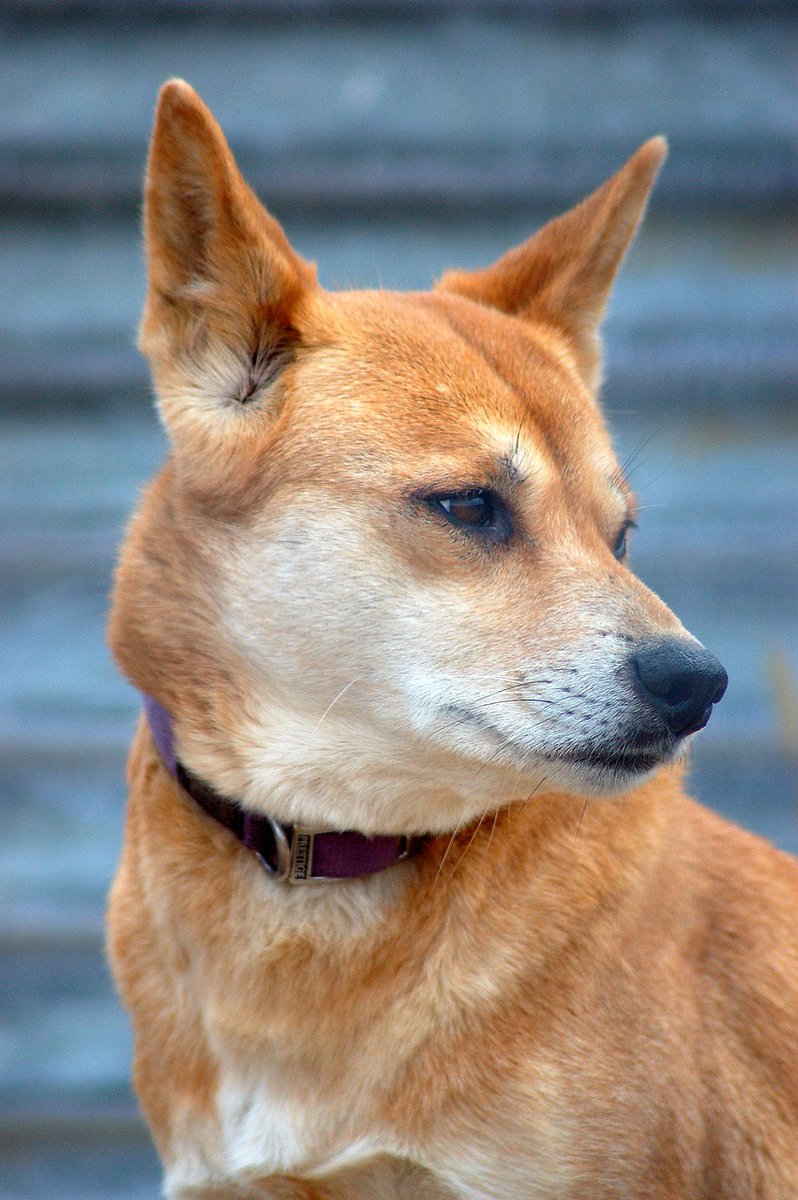 satvrnz_'s tweet photo. ตอนแรก Dingo นึกว่าสัตว์น่ากลัวแบบกำยำตัวบักเอ้บ แต่จริงๆหน้าตาน้อง Dingo เป็นงี้ แง ตอนเด็กเป็นน่ารักน่าชังมากรูก
#onet63 https://t.co/0N5mFyaLsB
