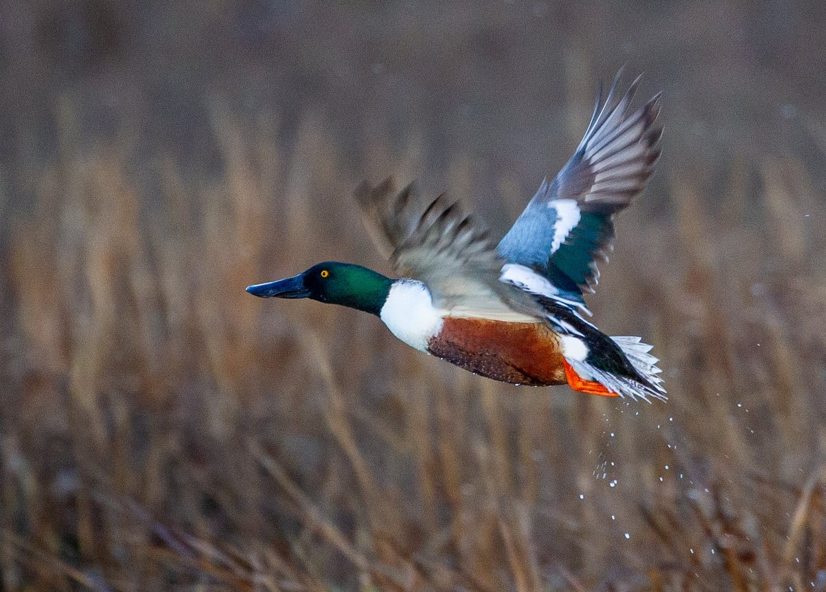 My friend <a href="/baldy/">Chris MacAskill</a> shot this on the @SFbaytrail, part of our #Photowalk behind Google's Mountain View campus. A photographer's paradise. (Hikers, cyclists too.) Check it out! youtu.be/bf3oxzkIffg