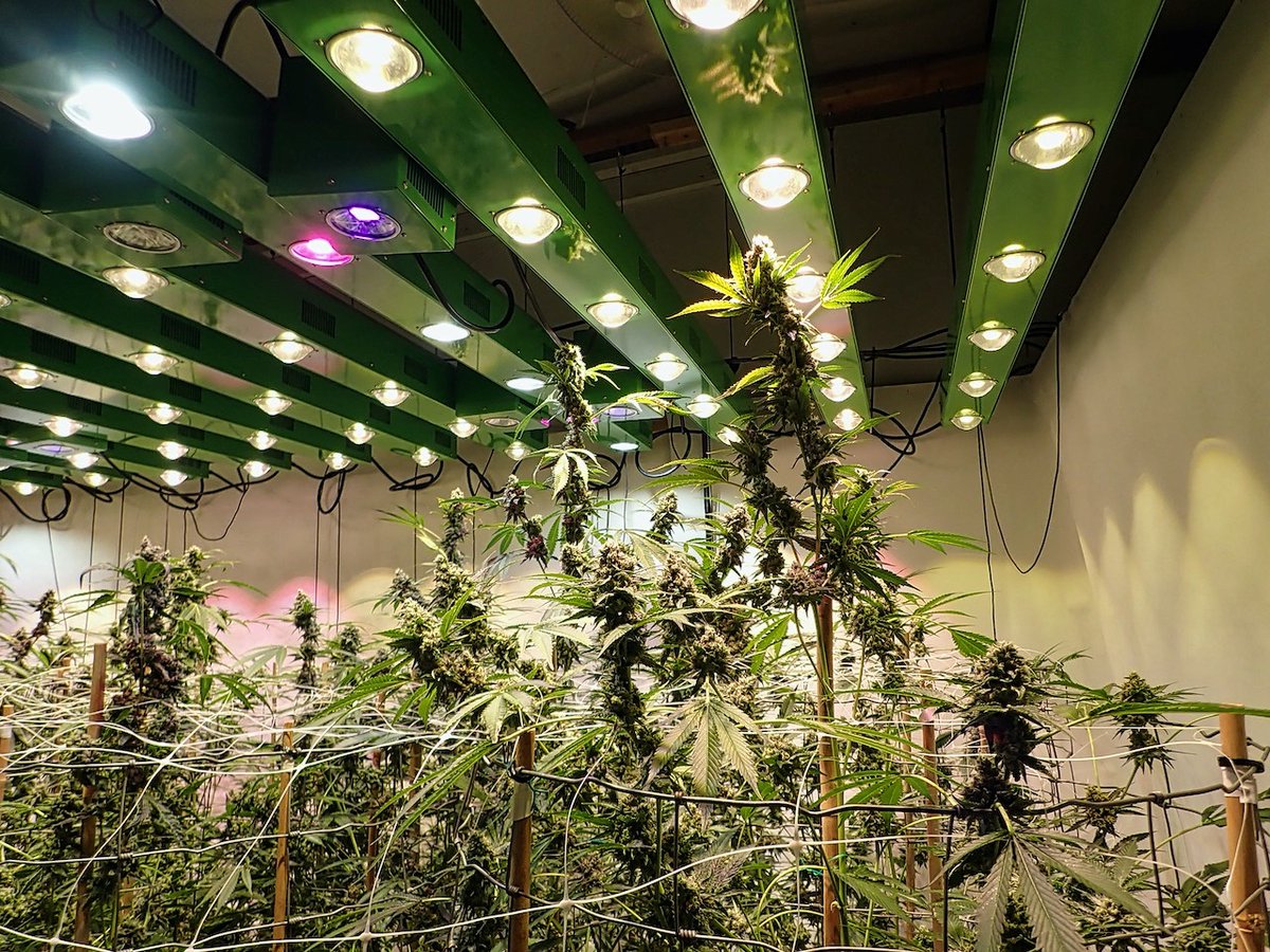 #SaturdayMotivation #weedworld #WeedLovers #Canna #cannabisculture