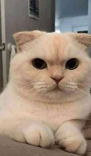EoniJaseumin's tweet photo. Me all day          vs    Me at night https://t.co/2Ca4yndcHQ