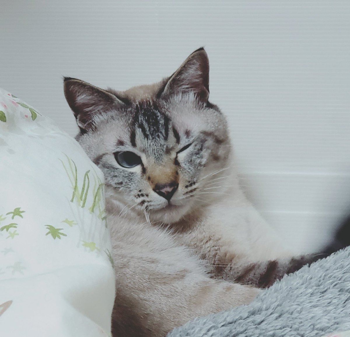 猫ウインク