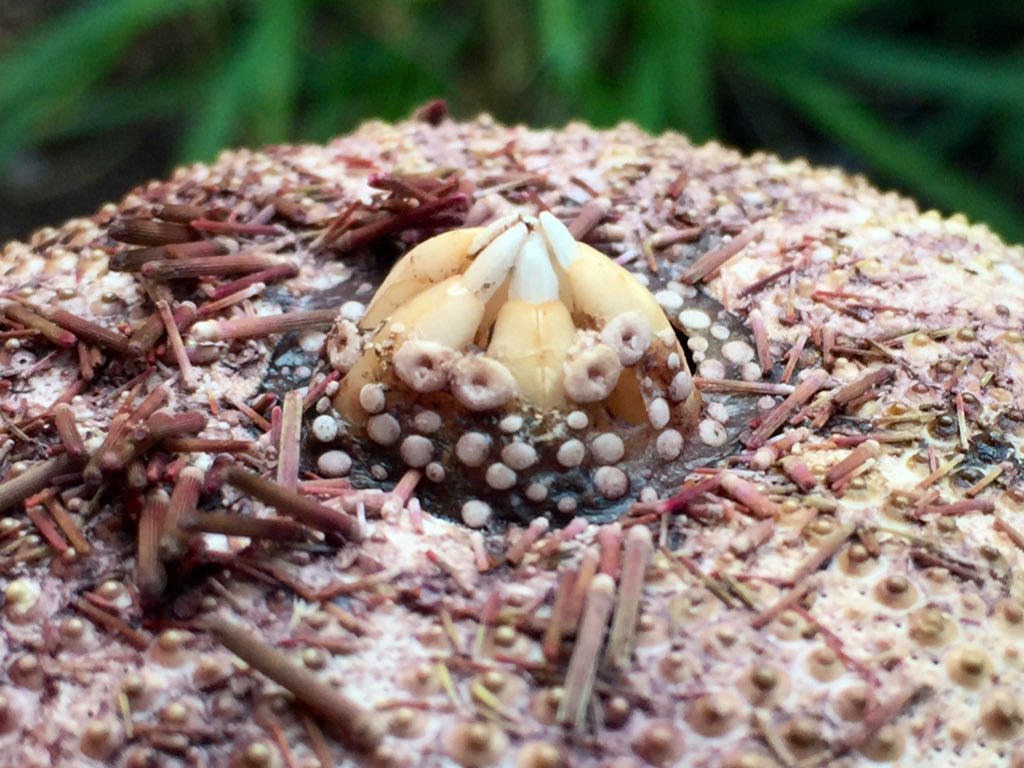 The cool and rather bizarre-looking ceramic teeth of an Urchin, which washed ashore on the islet yesterday. Never seen these amazing structures before - you can see how they’re able to chomp their way through almost anything, from kelp to rocks! #azores #beachcombing