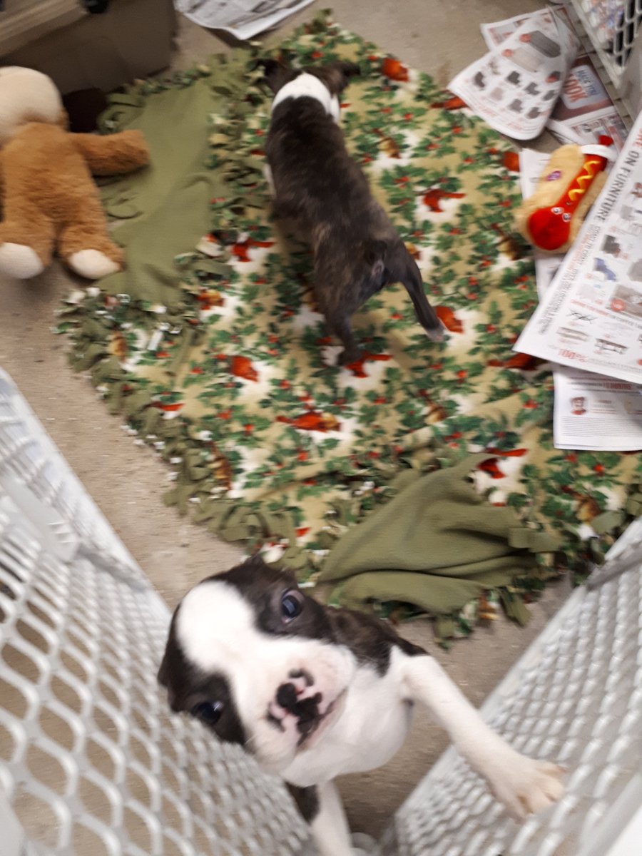 Ben is happy with his toy but Jerry wants you to come and adopt him!!
Come and meet them at Petsmart on Highbury!!
<a href="/PetSmartChariTs/">PetSmart Charities®</a>