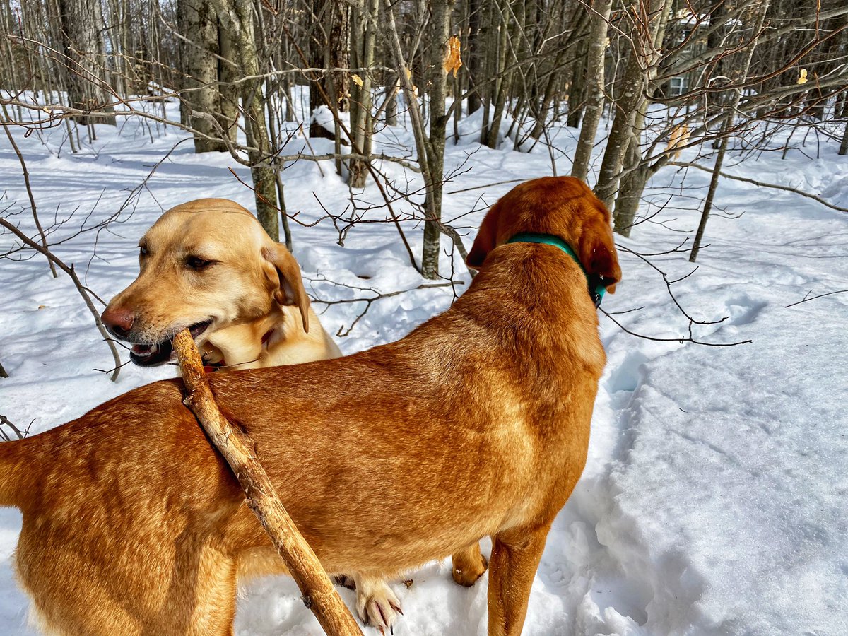 <a href="/BoatingOnLI/">BoatingOnLI</a> <a href="/MapleBayMarina/">Carol-MapleBayMarina</a> <a href="/maryvmcatee/">Mary V McAtee</a> <a href="/MattUnitedYacht/">Matt Howard</a> Sounds great, weekend without a boat show? Hope everyone enjoys their day 😊  I’ll just be standing in the woods with my coffee in the <a href="/YETICoolers/">YETI</a> refereeing these two 🐕 🐕