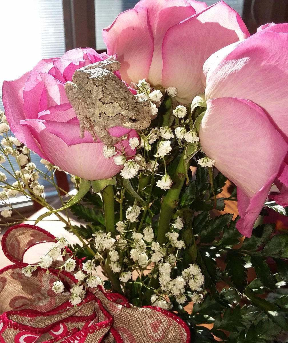 JynLeonardArt's tweet photo. Not exactly artwork as usual. Sorry I've been missing as of late, crazy schedule with new job and life in general. Enjoy a little tree frog fun! 🐸
#treefrog #treefrogs #treefrogsofinstagram #petsofinstagram #frog #frogs #frogsofinstagram #graytreefrog #greytreefrog #roses #rose https://t.co/59v8C7agHK