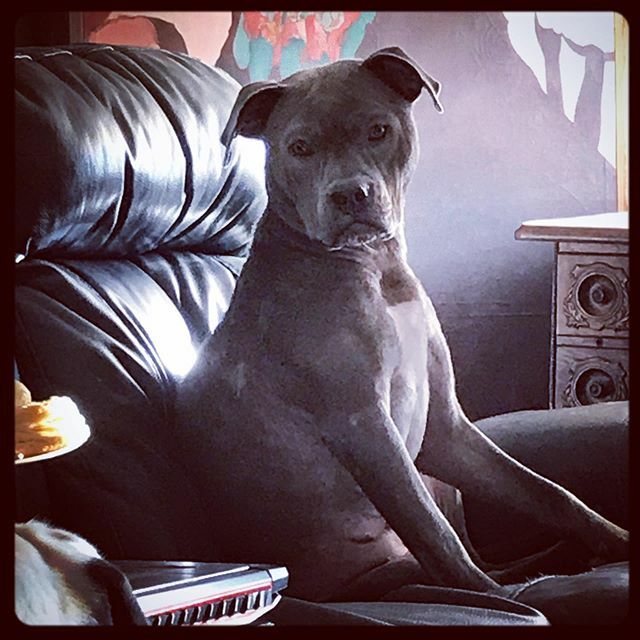 DeadCatDiaries's tweet photo. Dreaming of a biscuit. … … … … … … … … … … … … 
#remyremydingdong #notadeadcat #pitsofinstagram #pitbullsofinstagram #bluenosepitbull #sweetheart #shesalovernotafighter #rescuedog #adoptdontshop https://t.co/J3xHzUtygd